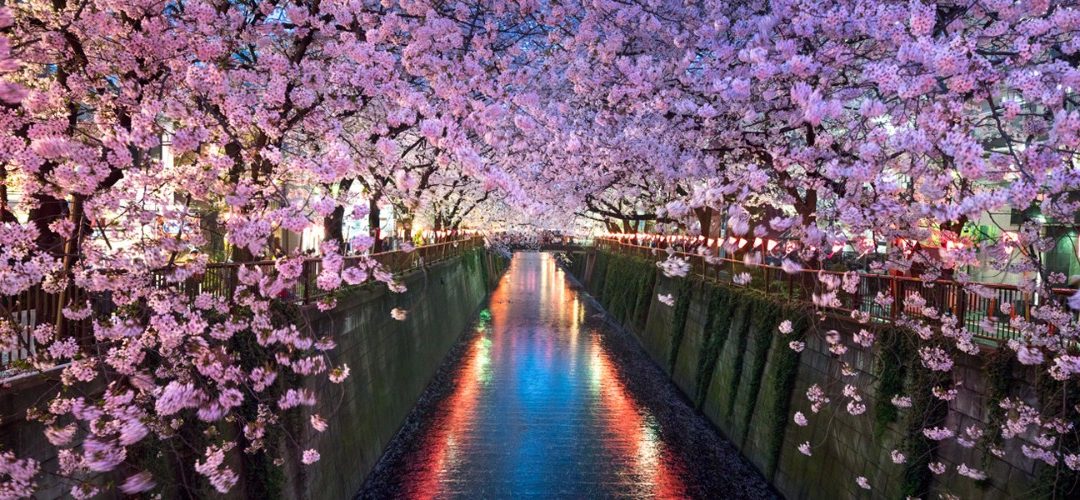 Cherry Blossom Tours – 2018 out now!