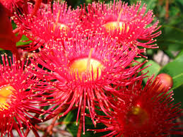 11 Day Wildflower Tour with Botanical Guide