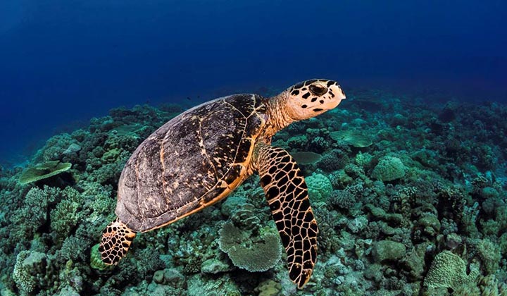 Dive Cocos Keeling & Christmas Islands ~ 14 Night Package