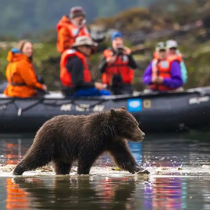 Brown Bear
