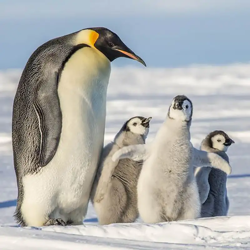 Penguins