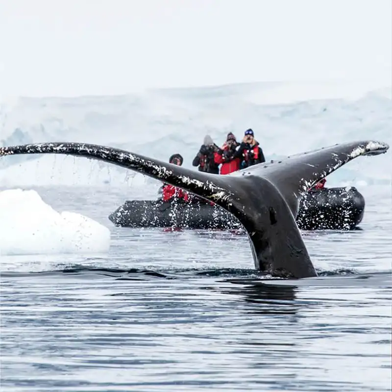 Whale-Tail-Breach